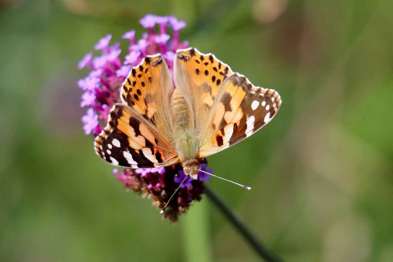 Aile içi şiddet nedeniyle boşanma davası nasıl açılır?