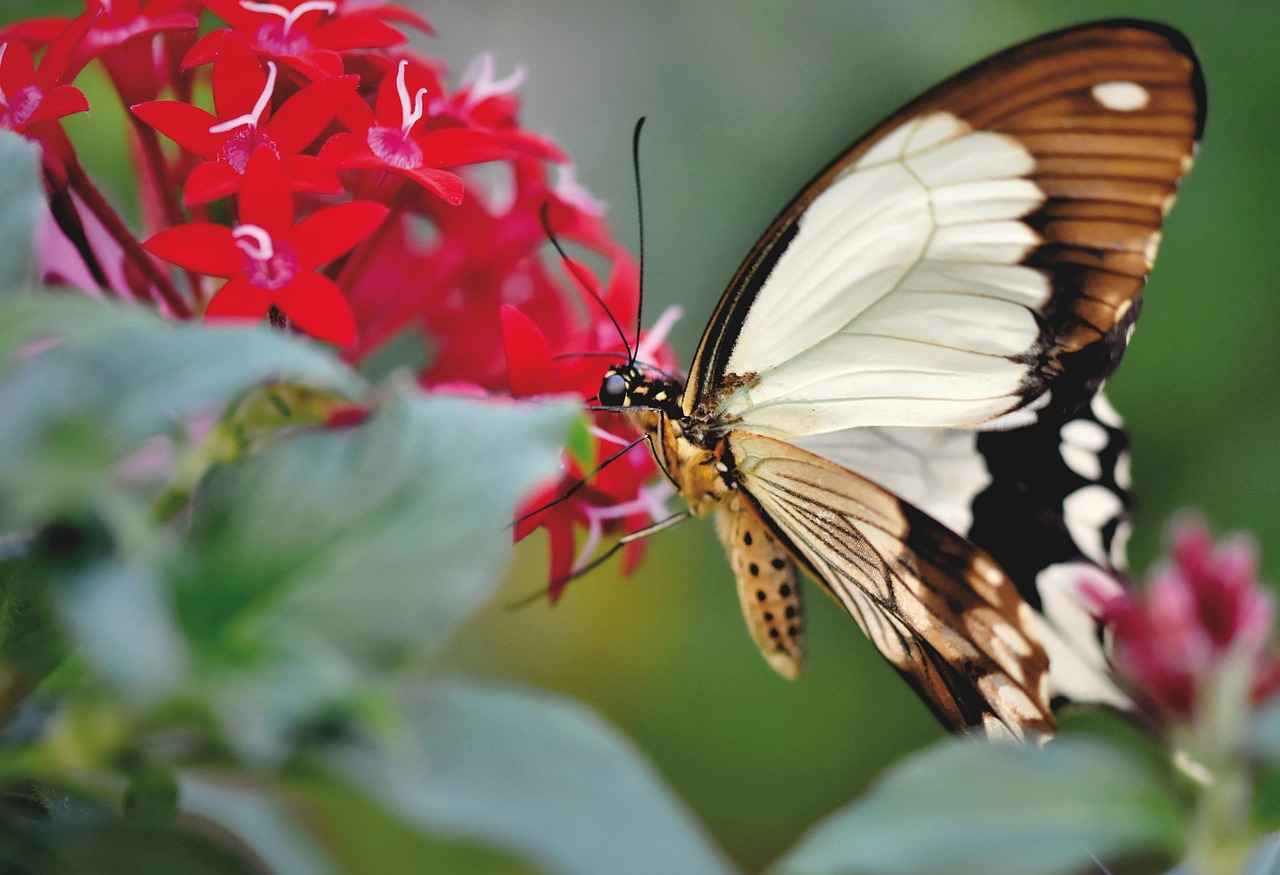 Anlaşmalı boşanma davasından vazgeçilebilir mi?