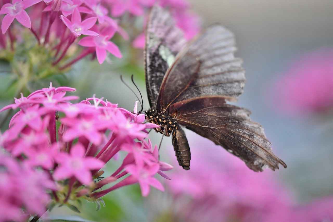 Anlaşmalı boşanmada nafaka talep edilebilir mi?
