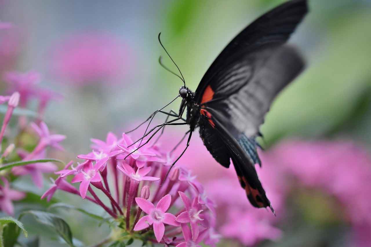Boşanma davası sırasında evden ayrılan eş, diğer eşin rızası olmadan eve girebilir mi?