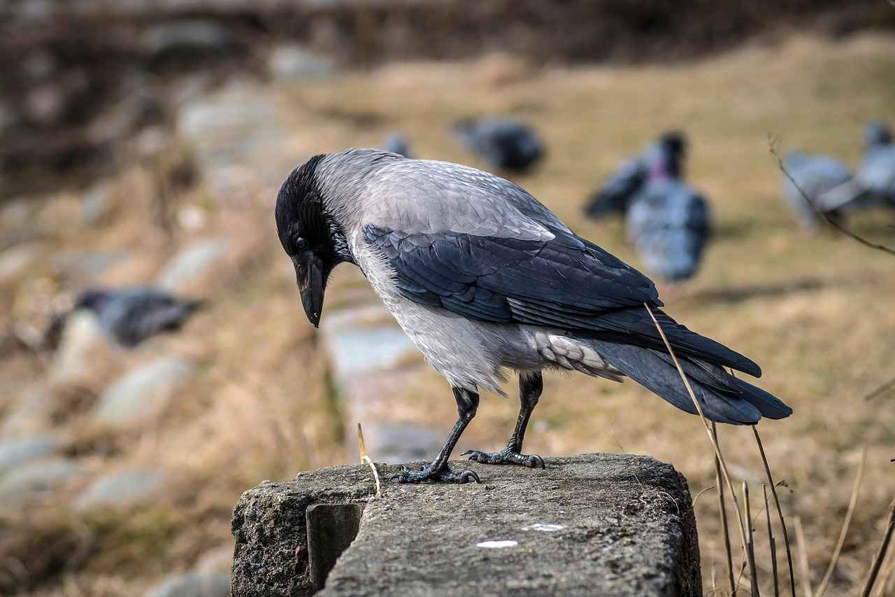 Boşanma davasında hakimin takdir yetkisi var mı?