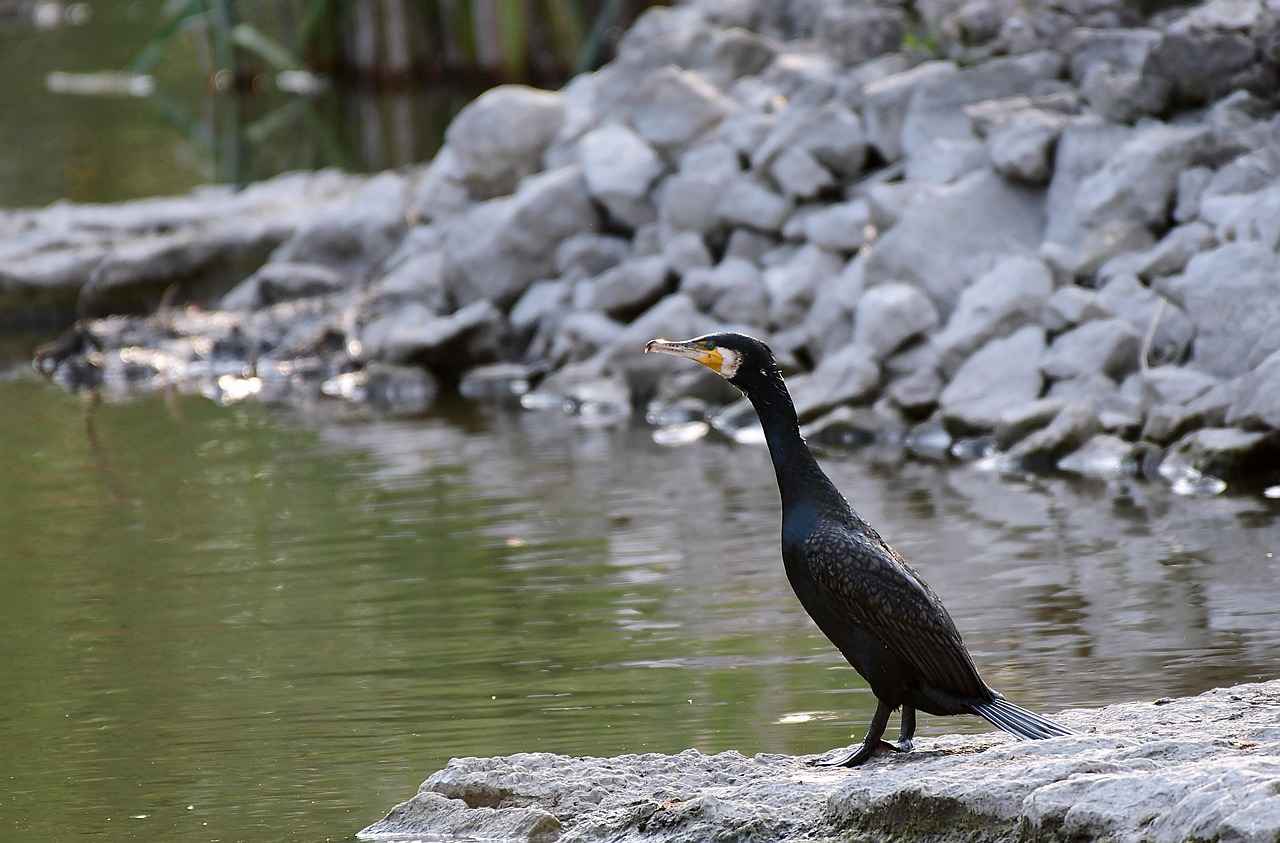 Boşanmada manevi tazminatın şartları nelerdir?
