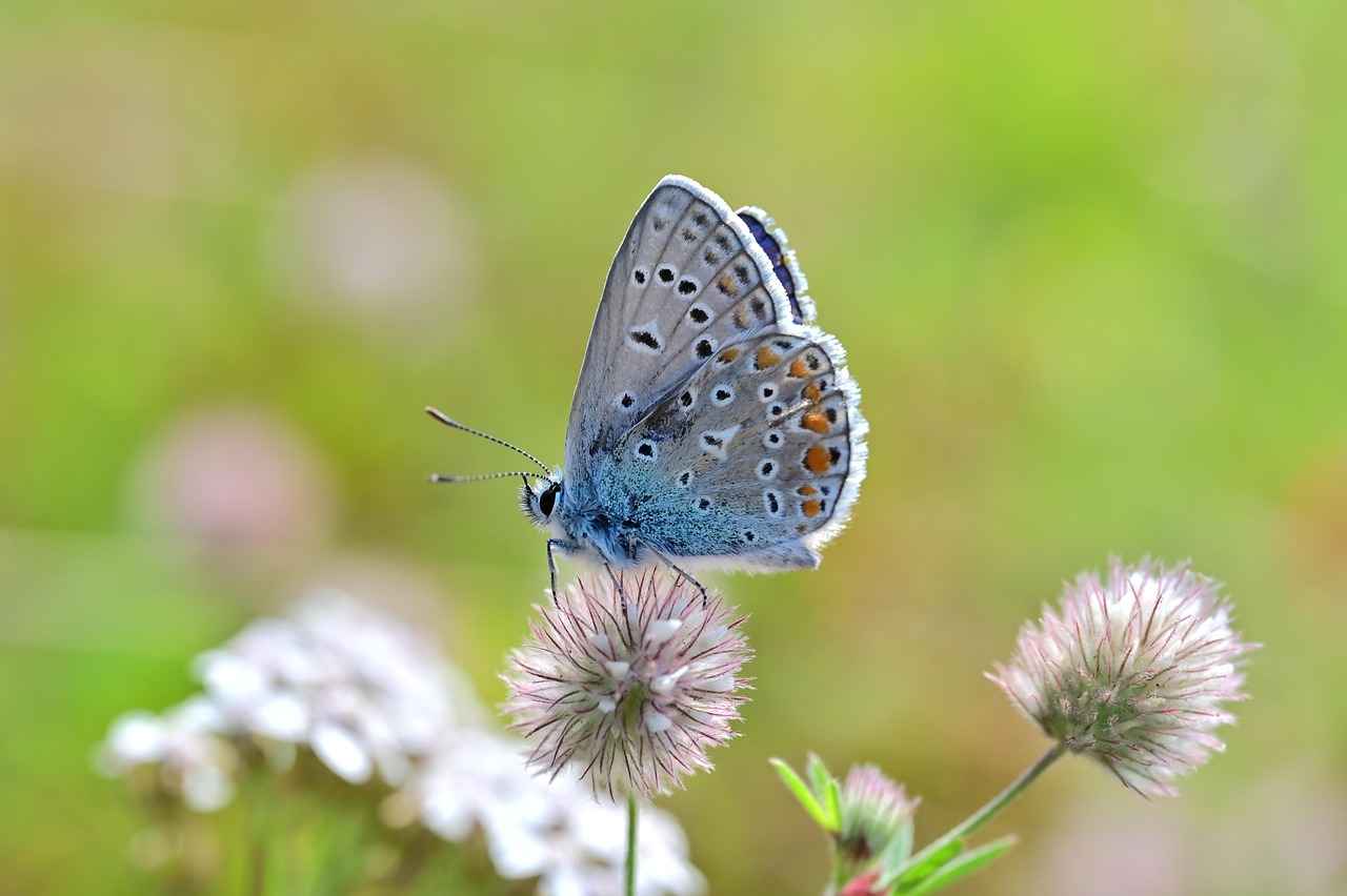 Çekişmeli boşanma davasında tanıkların önemi nedir?