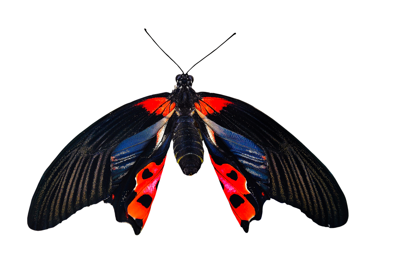 Düğün Borçları Boşanma Sürecinde Nasıl Bölüşülür?