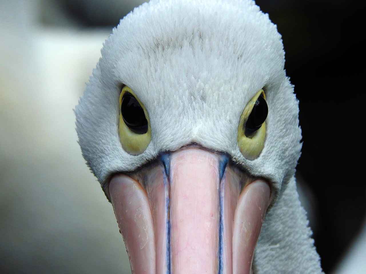 Eşlerden biri ölürse mal paylaşımı nasıl olur?