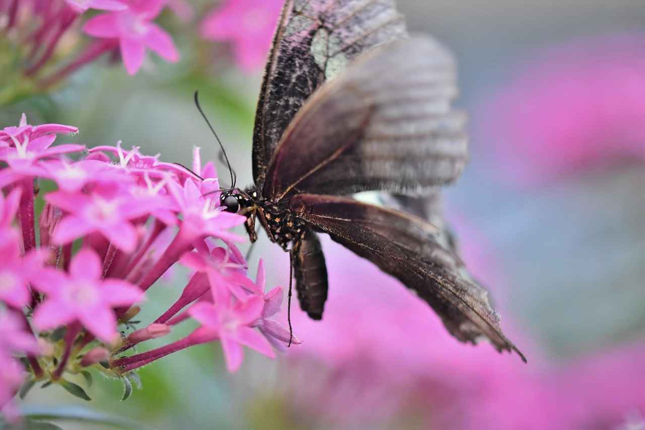 Evlilik iptali davalarında hakim doğrudan karar verir mi?