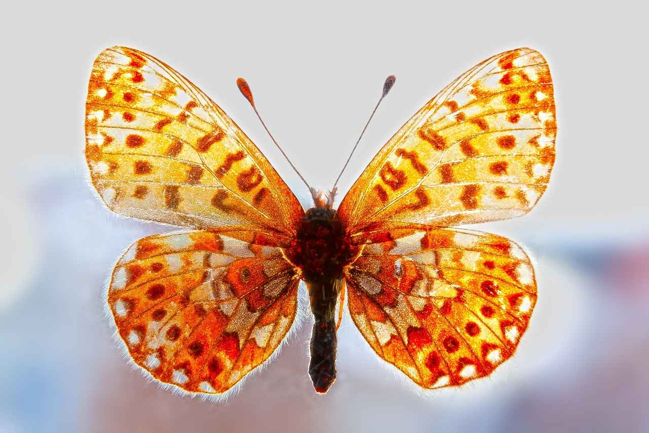 Evlilik iptali davasında karşı tarafın yalan söylediği ispatlanırsa ne olur?