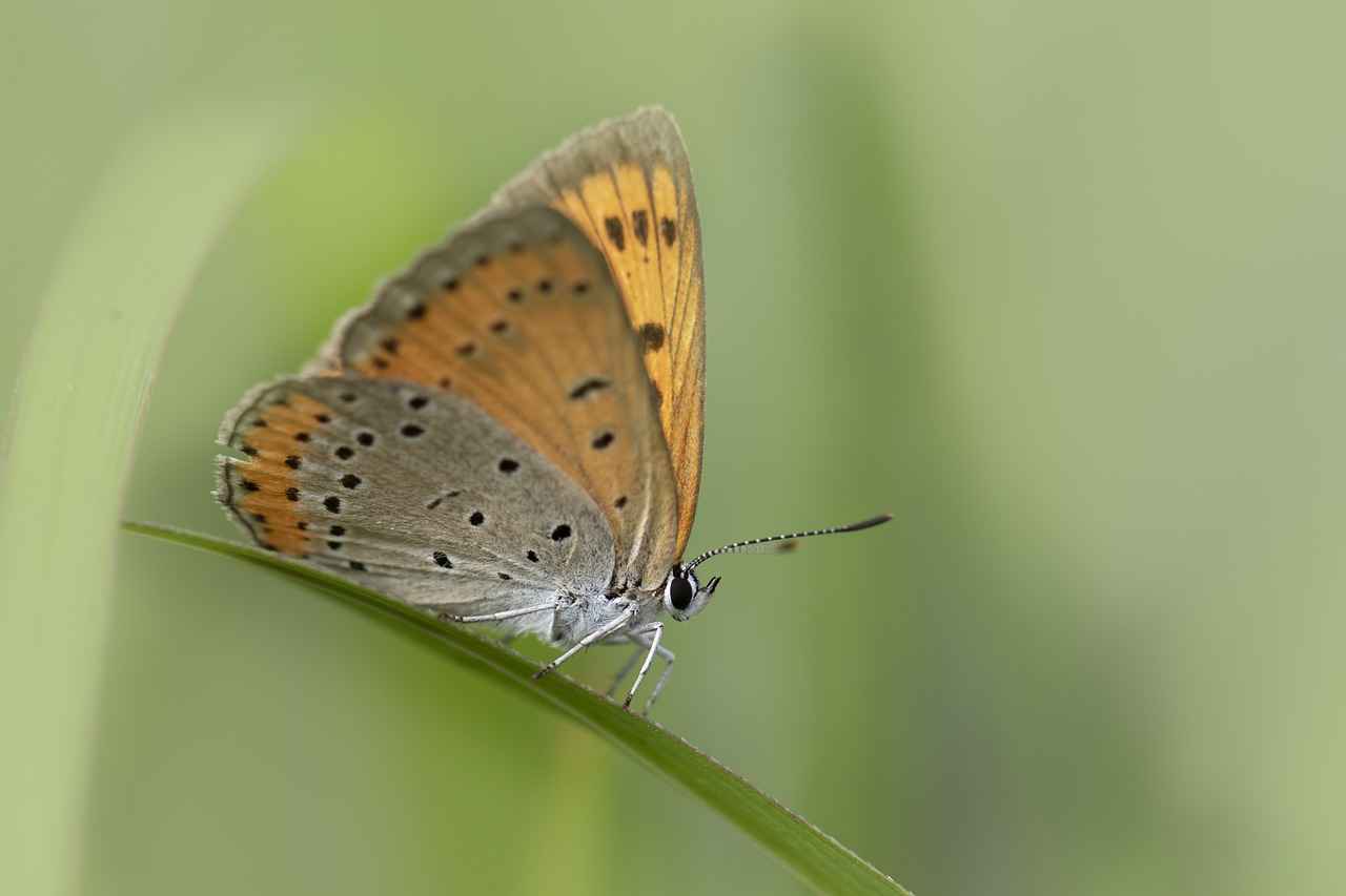 Evlilik sözleşmesi boşanmada nasıl etkili olur?