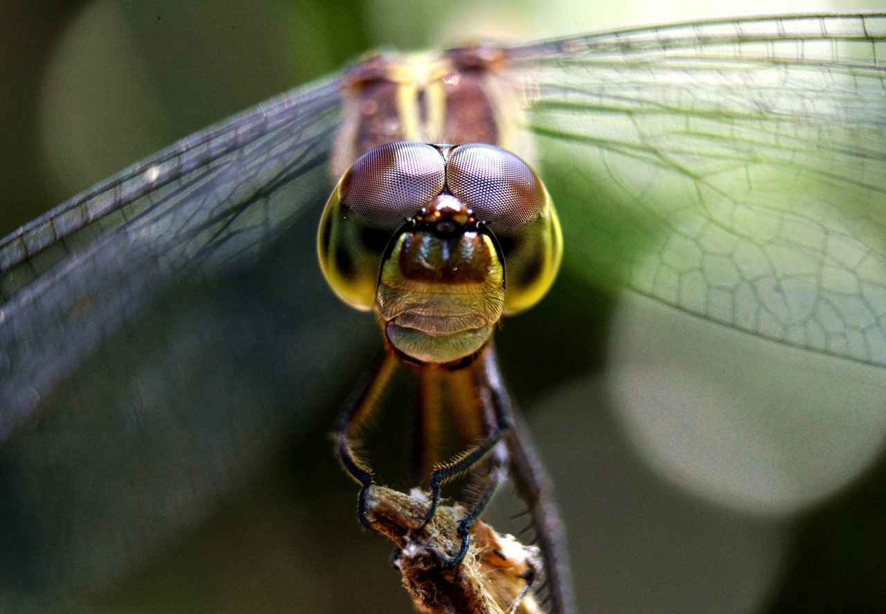 Geçmişe dönük nafaka talep edebilir miyim?