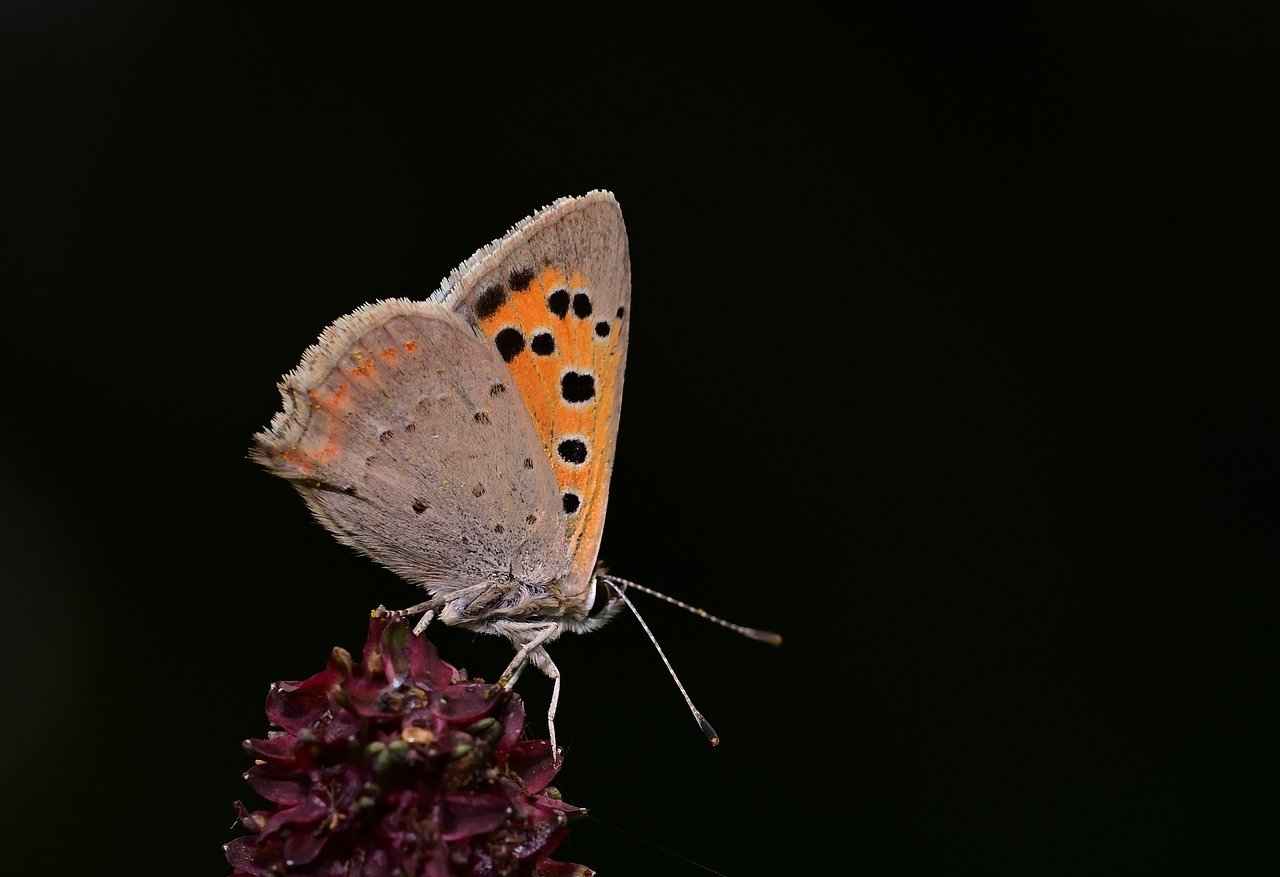 Mahkeme velayeti belirlerken hangi kriterleri göz önünde bulundurur?
