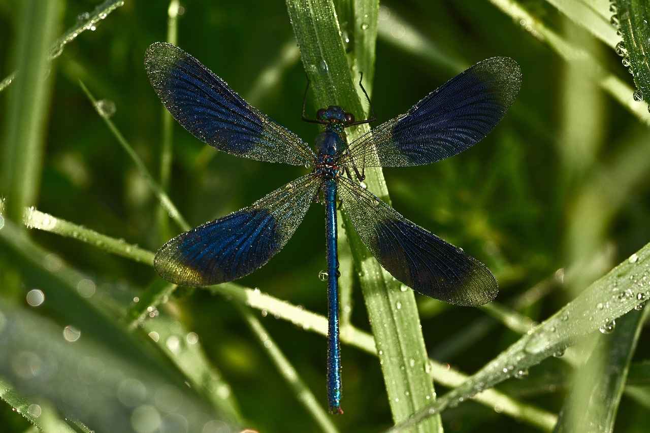 Nafaka almak için başvuru süresi var mı?