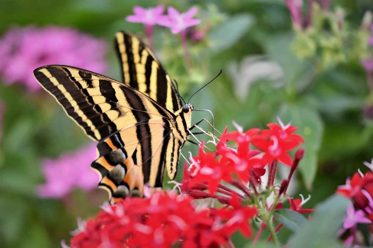 Nafaka ödemeleri nasıl takip edilir?