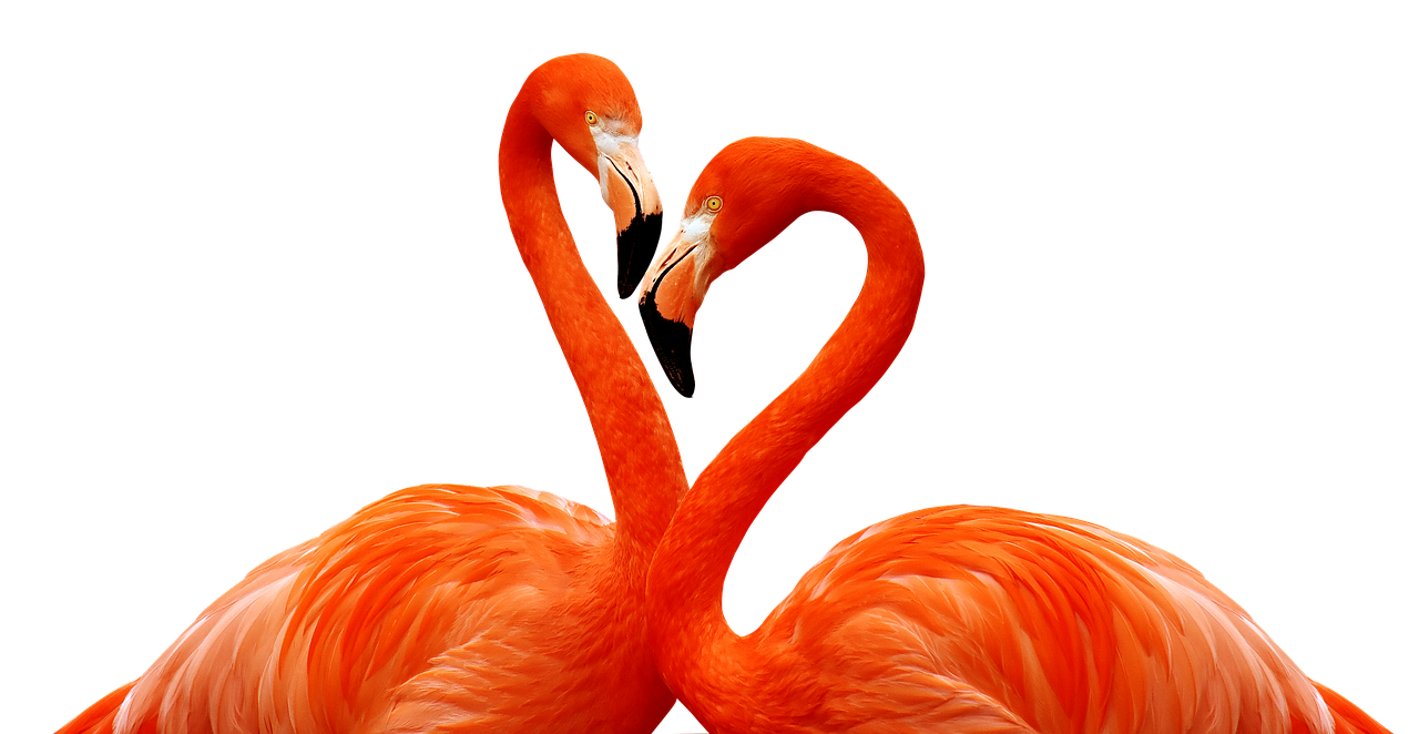 Nafaka türleri nelerdir ve hangi durumlarda talep edilebilir?